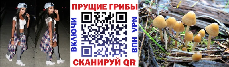 Купить  Рудня  Псилоцибиновые грибы Psilocybe 